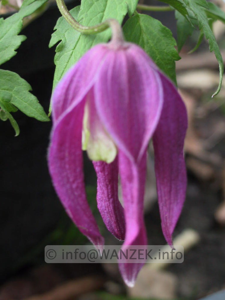 Clematis alpina Ruby - Bluetenmacro unscharf.jpg